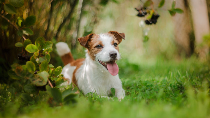 Energetic Jack Russell Terrier waiting to play with puzzle toy